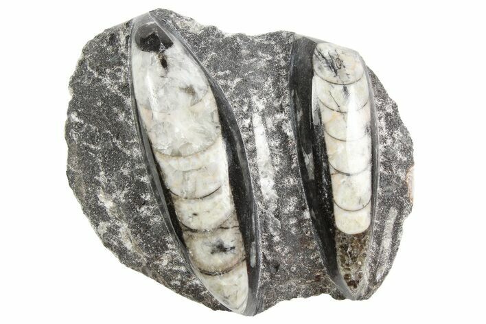 Polished Fossil Orthoceras Plate - Morocco #254514